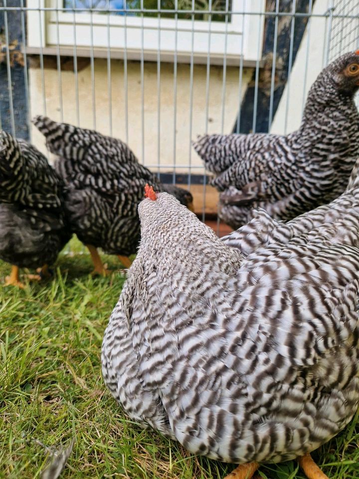 Amrocks Hühner Hennen Hähne in Kreuztal
