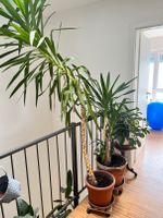 Yucca Palme, 2,50m Nürnberg (Mittelfr) - Oststadt Vorschau