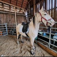 Welsh Cob Wallach 3jähr. Niedersachsen - Winsen (Aller) Vorschau