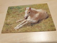 Postkarte  "Junges Fohlen" Rheinland-Pfalz - Kindsbach Vorschau