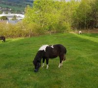Ponystuten Shetty Rappschecke Schimmel Welsh A Sachsen - Olbernhau Vorschau