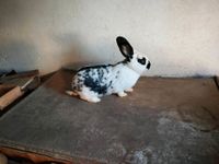 Rammler Stallhasen Kaninchen zu verkaufen Bayern - Theilenhofen Vorschau