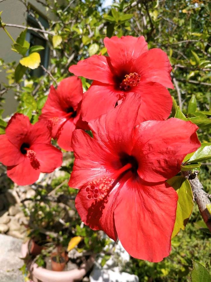 Hibiskus verschiedene Pflanzen, Hibiskusbäumchen 2.10. neue Bilde in Flein