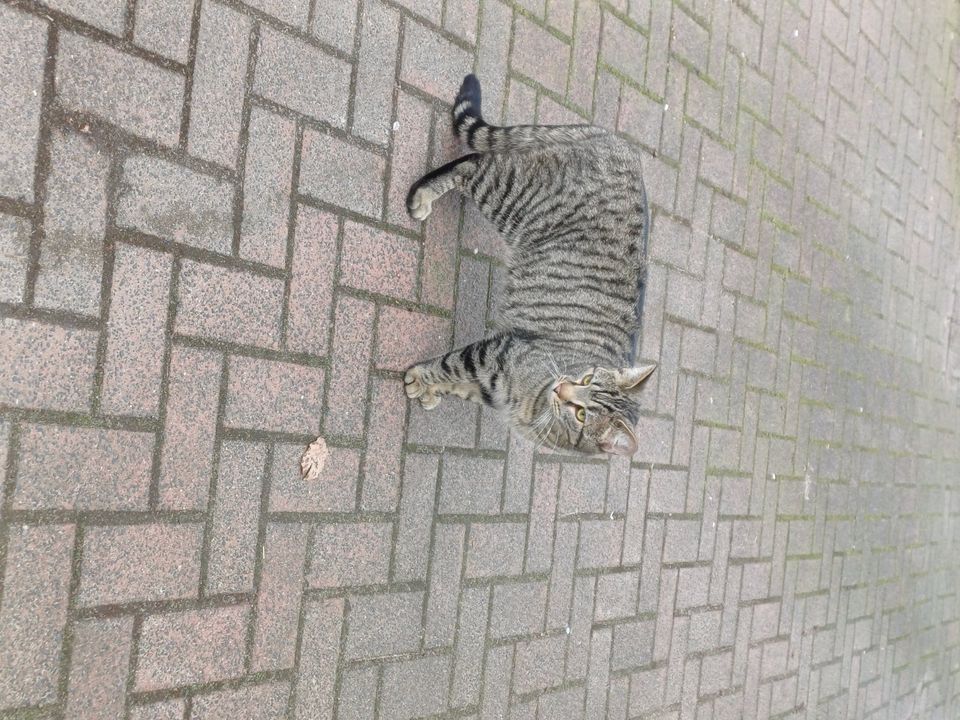 Katze zugelaufen in Hennstedt bei Itzehoe