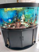 Aquarium juwel schwarz deko innen und Pumpe etc. Nordrhein-Westfalen - Troisdorf Vorschau