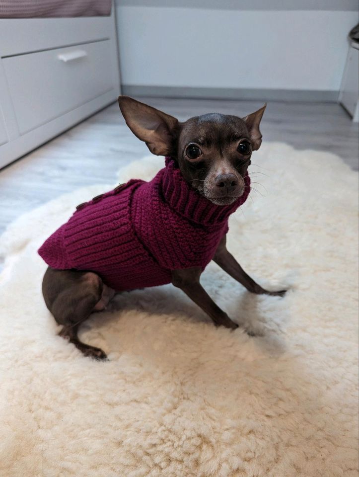 Hundepullover für kleine dünne Hunde wie Chihuahua russkiy toy in Dortmund