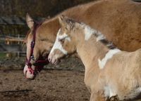 Classic Dun Champagne Hengstfohlen; Paint Horse Bayern - Buchbach Vorschau