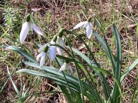 Schneeglöckchen mehrjährig duftend Versand Niedersachsen - Lüneburg Vorschau