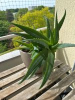 Aloe Vera Pflanze Hadern - Blumenau Vorschau