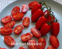 1x MINI San Marzano Tomaten Tomatenpflanzen Pflanzen Sachsen - Hartenstein Vorschau