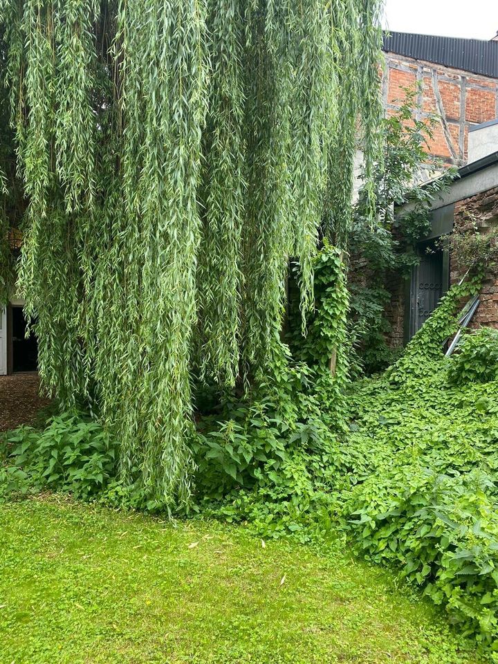 Wohn- und Geschäftshaus im Zentrum von Salzwedel in Salzwedel