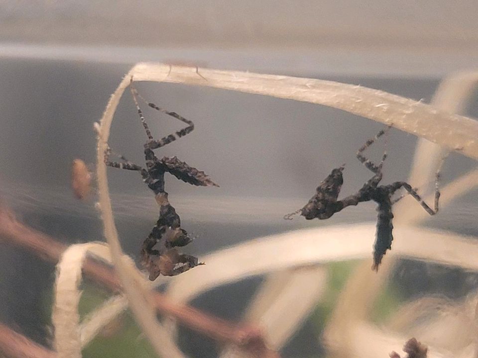 Pseudacanthops lobipes ☆Gottesanbeterin,Mantiden,Mantis,Nymphen☆ in Hamburg