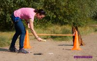 Hundetraining Crossdogging Beschäftigungskurs in der Hundeschule Nordrhein-Westfalen - Bergisch Gladbach Vorschau