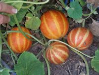 Obst, Tomaten, Gurken, Paprika, Tomaten Samen rar Bio Saatgut Nürnberg (Mittelfr) - Mitte Vorschau