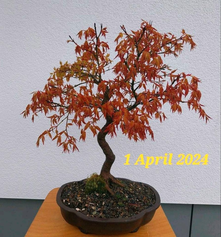 Bonsai Ahorn,-Fächerahorn-,  Acer palmatum"Kashima " in Meßstetten