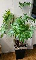 Philodendron Zimmerpflanze 150cm mit Übertopf Feng Shui Wandsbek - Hamburg Jenfeld Vorschau