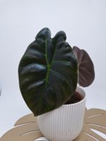 Alocasia Golden Bone Baden-Württemberg - Leinfelden-Echterdingen Vorschau