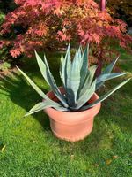 Agave Americana XL Berlin - Köpenick Vorschau