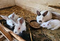 Junge Kaninchen Sachsen - Zittau Vorschau