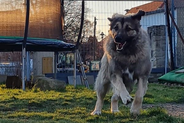 Rocky sucht sein neues Zuhause! in Elsteraue