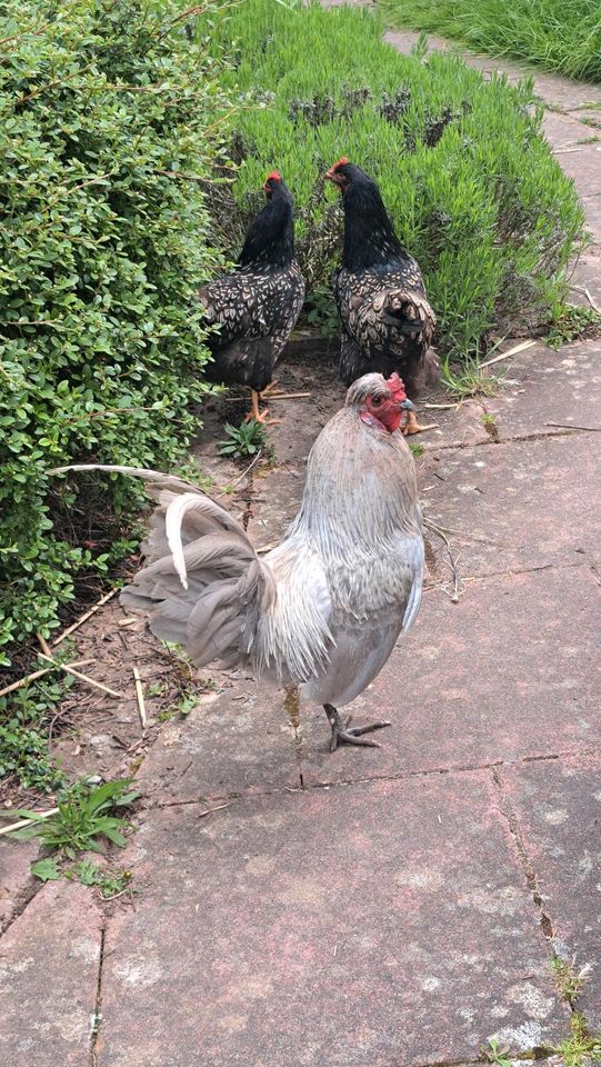 Ameraucana Hahn abzugeben in Wertheim