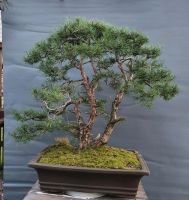 Bonsai Kiefer Pinus sylvestris. Stamm 10cm Nordrhein-Westfalen - Lünen Vorschau