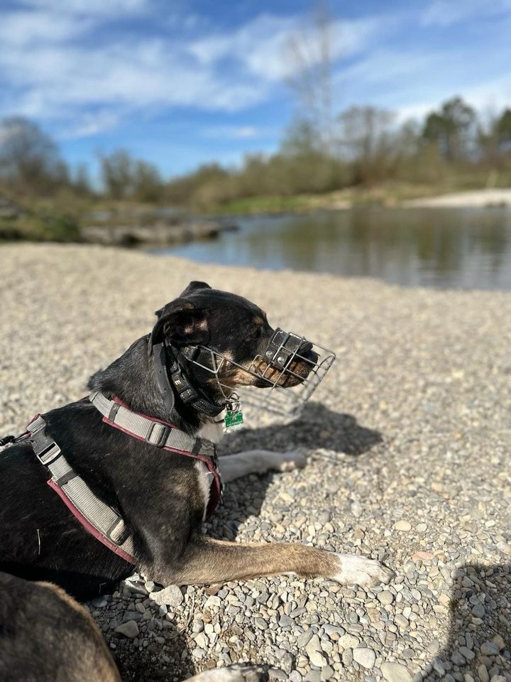 Molly sucht ihr Glück in Kolbermoor