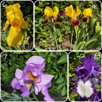 Iris viele Farben ✿je 2-2,50€ ✿ Schwertlilien,Iris Knollen,Rhizom Niedersachsen - Braunschweig Vorschau