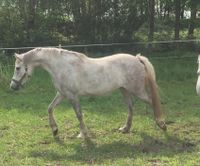 Reitpony, Stute 5 J. Niedersachsen - Hemsbünde Vorschau