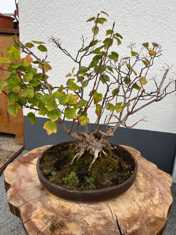 Bonsai Lavendel ,Mammutbaum, Muschelzypresse in Hausen Oberfr.