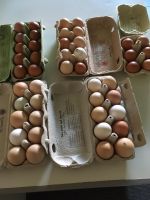 Eier von glücklichen Hühnern Mecklenburg-Vorpommern - Neddemin Vorschau