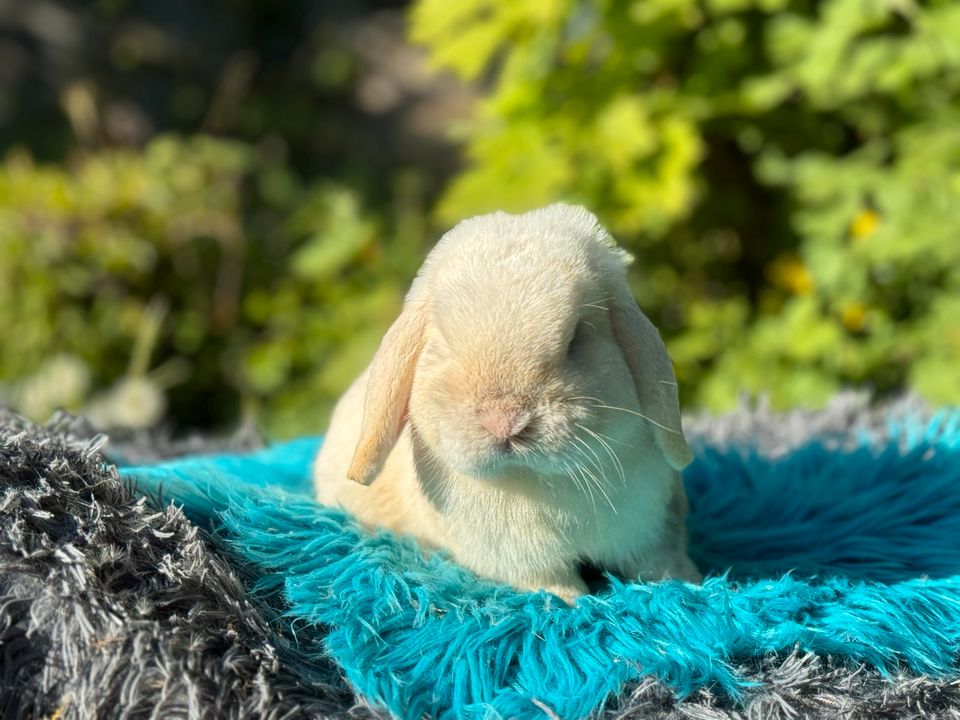 Mini Lop, Minilop, Mini Zwergwidder, Zwergwidder, Zwergkaninchen in Neubrandenburg