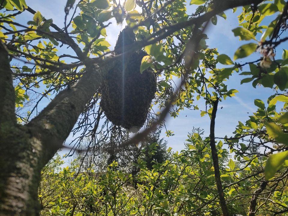 Bienenschwarm , Imker fängt ihn kostenlos in Trebbichau