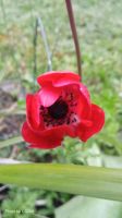 Sommer Adonisröschen Samen rot blühende Blume Biene Weidefeuer Niedersachsen - Bergen an der Dumme Vorschau