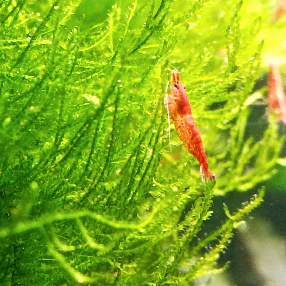 Neocaridina Sakura Garnelen in Bassum