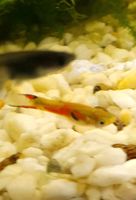 Endler-Guppy Männchen Niedersachsen - Harsum Vorschau