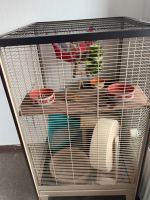 2 süße Ratten Weibchen abzugeben Niedersachsen - Uchte Vorschau