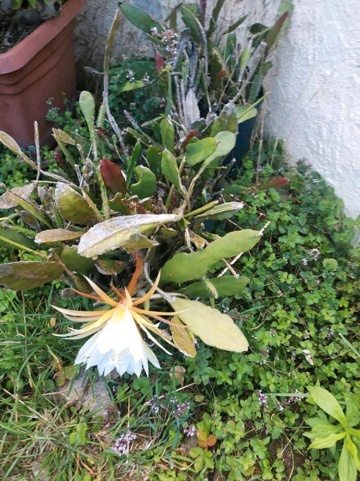 Epiphyllum oxypetalum, Königin der Nacht Kakteen weiß & rot in Flein