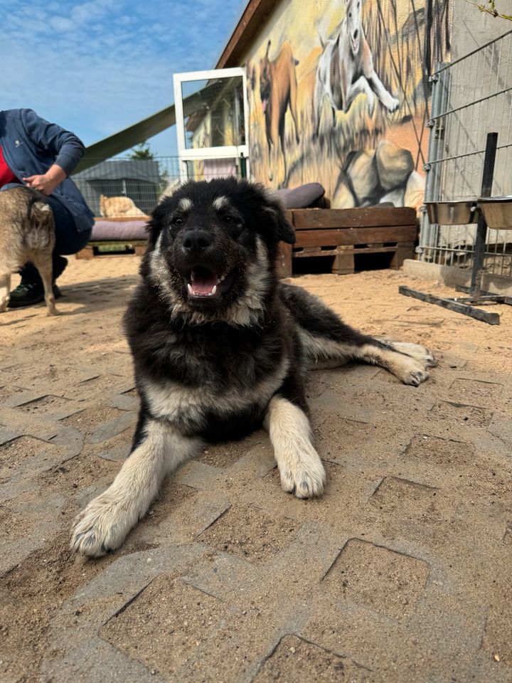 Verspielter BLUE ❤️ aus dem Tierschutz sucht seine Familie in Möckern