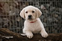 Labrador Welpen aus einer professionellen Zucht Bayern - Waal Vorschau