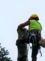 Arbeit in Seilklettertechnik Niedersachsen - Bad Lauterberg im Harz Vorschau