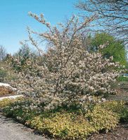 Amelanchier lamarckii Kupfer Felsenbirne 60-100cm Nordrhein-Westfalen - Simmerath Vorschau