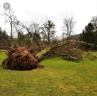 Baumfällung Baum fällen Sturmschäden Niedersachsen - Hermannsburg Vorschau