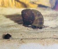 Blue Berry Snail, Blaubeer Schnecke Schleswig-Holstein - Elmenhorst Kr Stormarn Vorschau