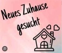 Haus oder Wohnung in Kirchberg zur Miete gesucht Rheinland-Pfalz - Kirchberg (Hunsrück) Vorschau