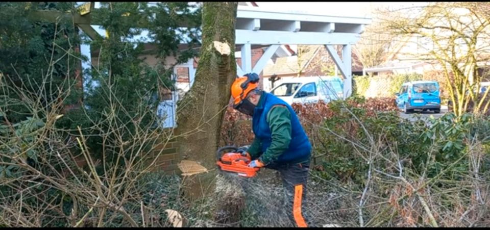 Hecke entfernen Baumfällung Stubbenfräsen Bäume Fällen in Hopsten