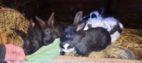 Kaninchen Jungtiere Sachsen - Röhrsdorf Vorschau