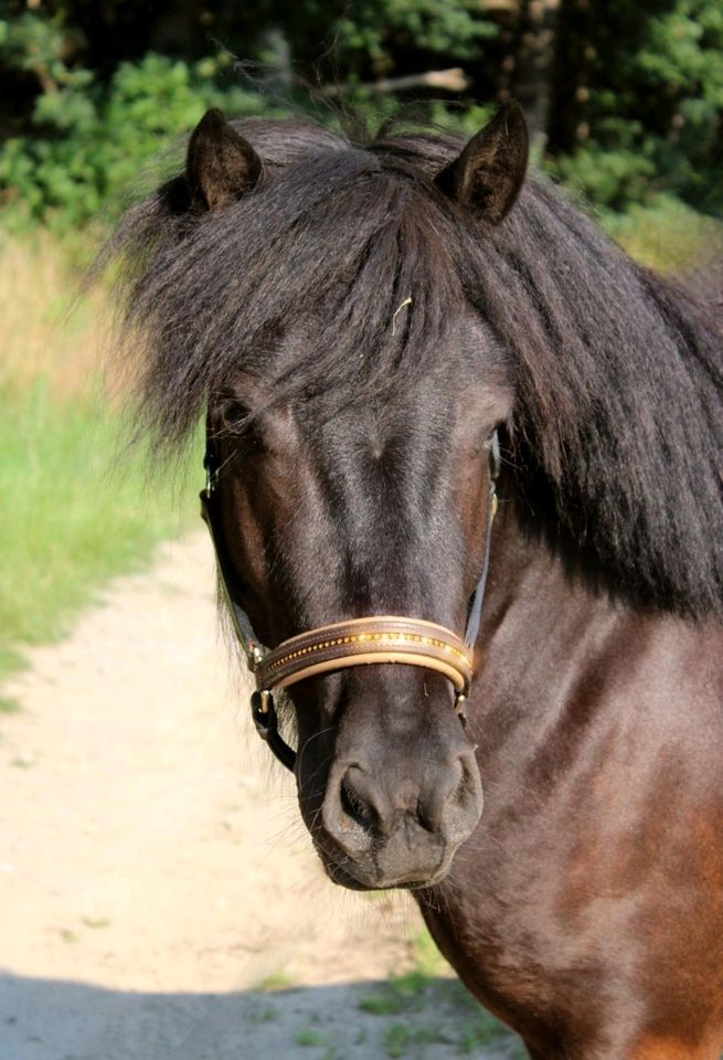 Shetty Pflege/Reitbeteiligung in Weferlingen