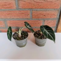 Baby Alocasia Black Velvet im 8cm Topf in Lechuza Pon Nordrhein-Westfalen - Bergheim Vorschau