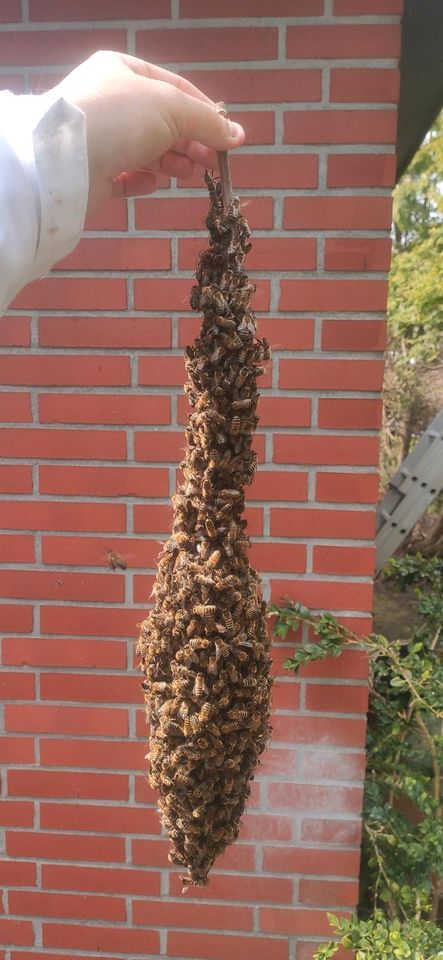 Bienen Schwarm fangen kostenlos 1 Glas Honig als Dank in Nordenham